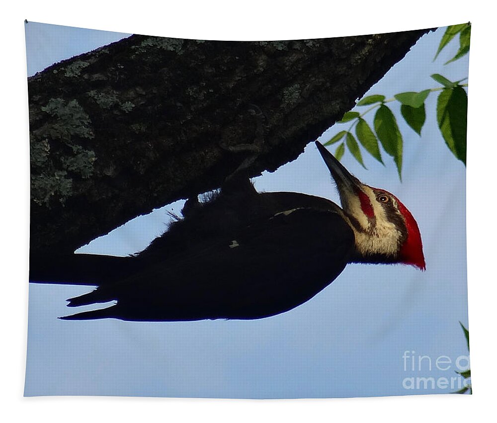 Birds Tapestry featuring the photograph Pileated Woodpecker by Christopher Plummer
