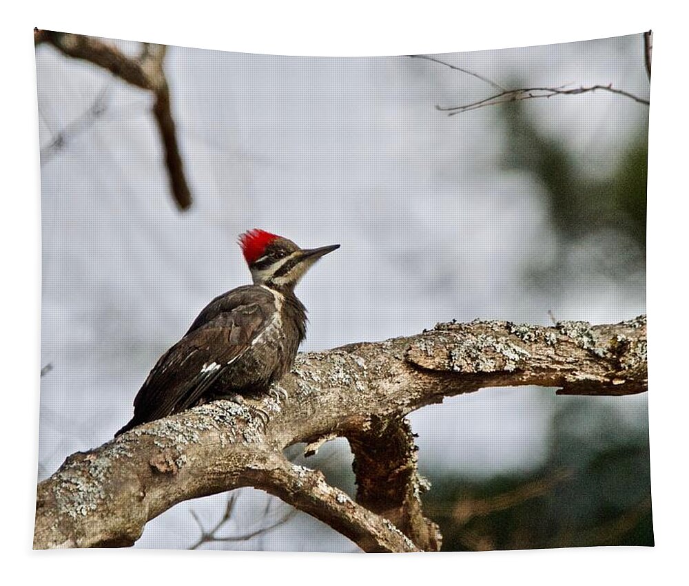 Pileated Woodpecker Tapestry featuring the photograph pileated Woodpecker 1068 by Michael Peychich