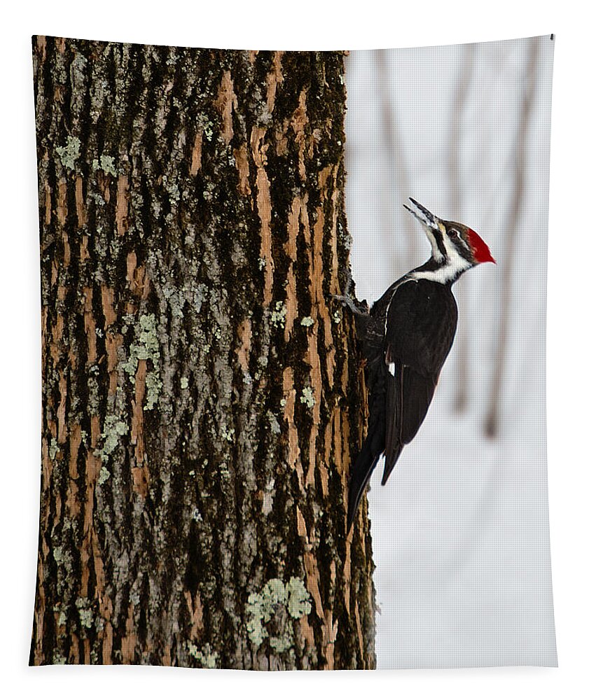 Woodpecker Tapestry featuring the photograph Pileated Woodpecker by Skip Tribby