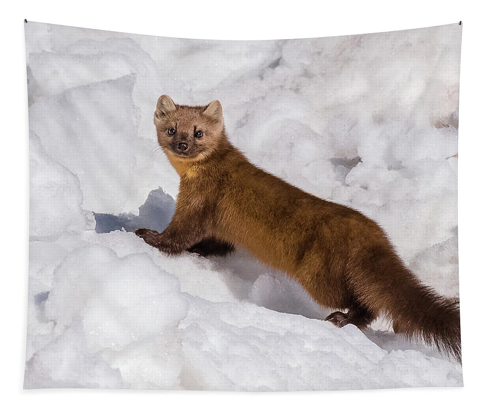 Pine Marten Tapestry featuring the photograph Pine Marten In Snow by Yeates Photography