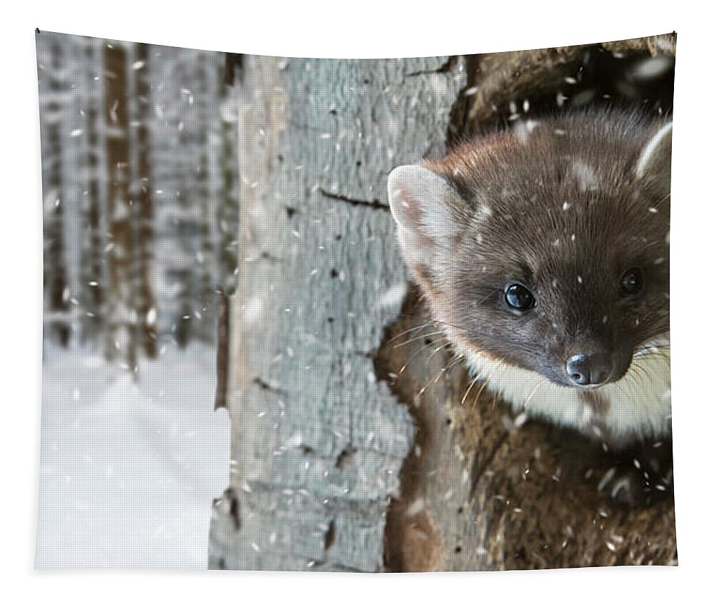 European Pine Marten Tapestry featuring the photograph Pine Marten in Tree in Winter by Arterra Picture Library
