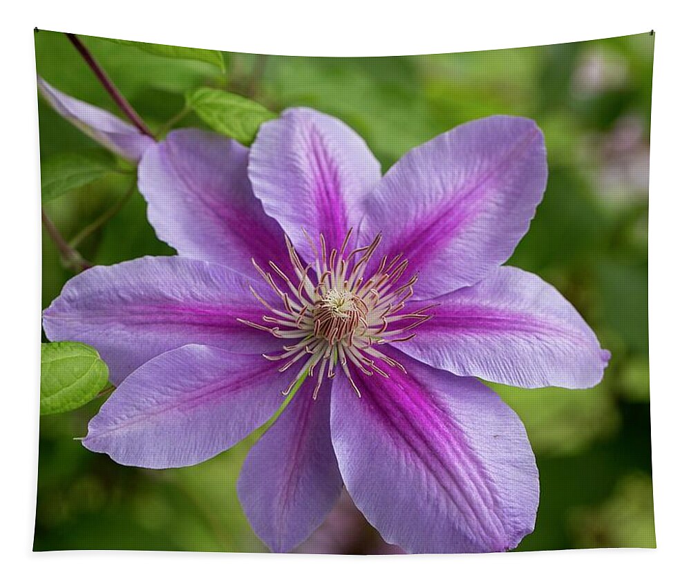 Pink And White Clematis Tapestry featuring the photograph Pink and White Clematis by Lynn Hopwood