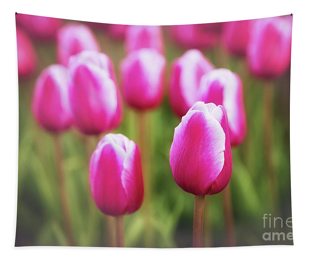 Pink Tapestry featuring the photograph Pink And White Tulips by Sharon McConnell