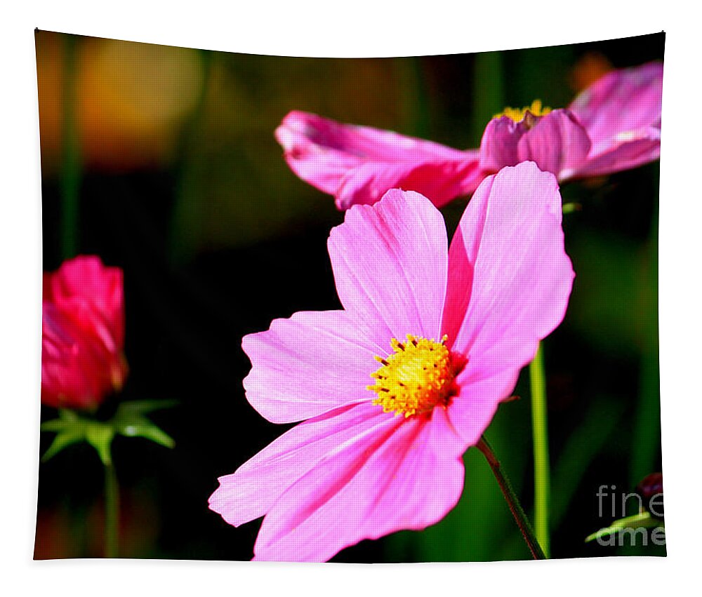 Floral Tapestry featuring the photograph Pink and Yellow Cosmo by James Eddy
