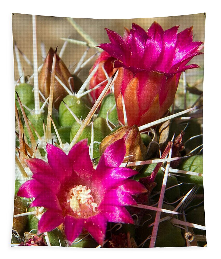 Pink Flowers Tapestry featuring the photograph Pink Barrel Cactus Flowers by Kelly Holm