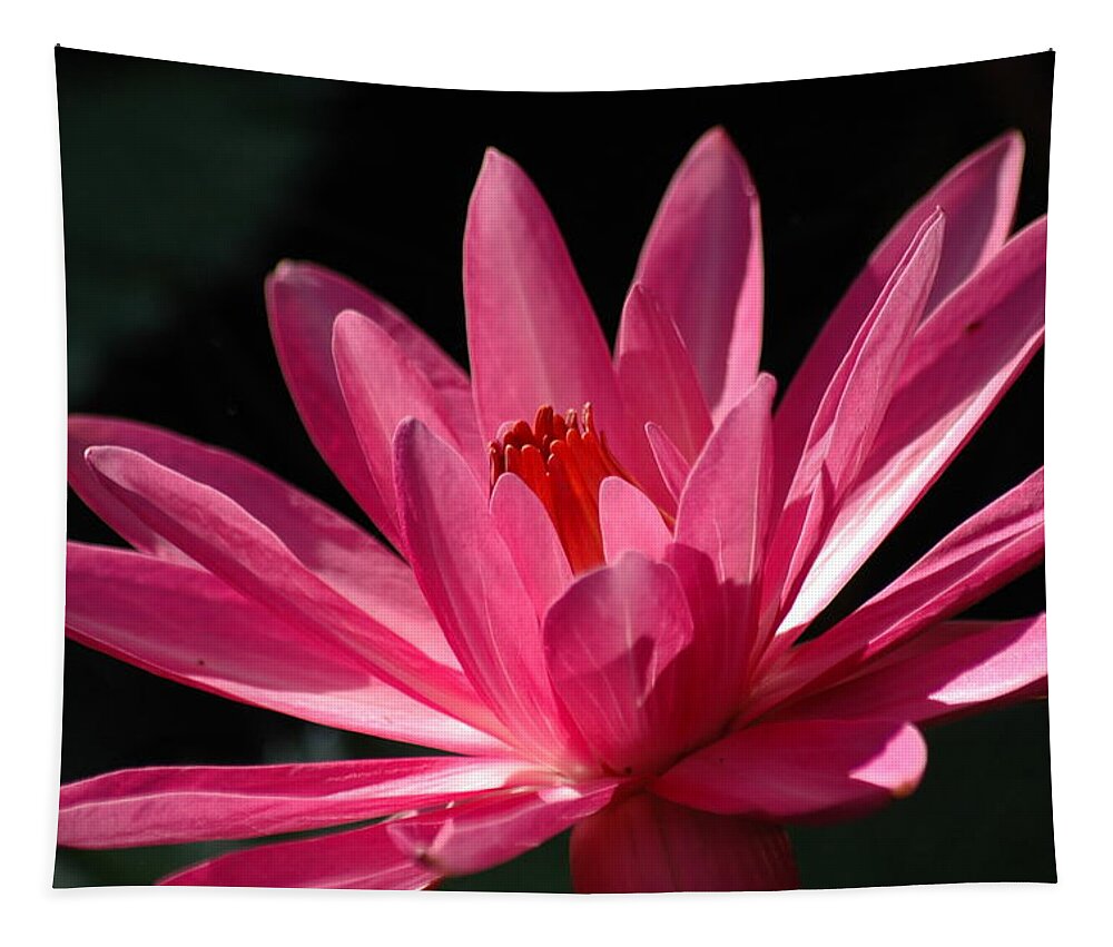 Water Lily Tapestry featuring the photograph Pink Beauty by Carolyn Marshall