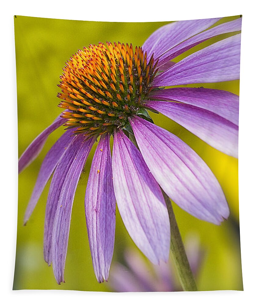 Maryland Tapestry featuring the photograph Pink Coneflower by Robert Fawcett