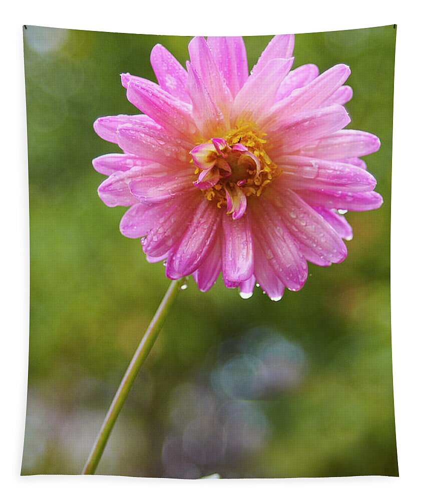 Dahlia Tapestry featuring the photograph Pink Dahlia 2 by Garden Gate