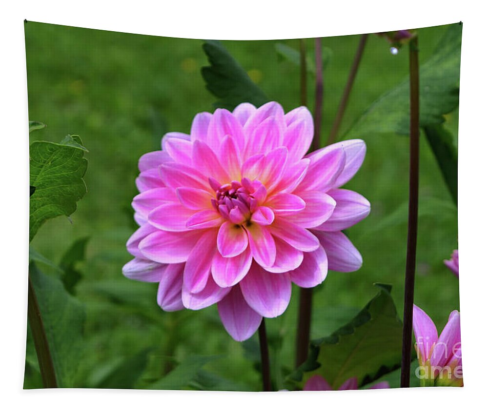 Michelle Meenawong Tapestry featuring the photograph Pink Dahlia by Michelle Meenawong