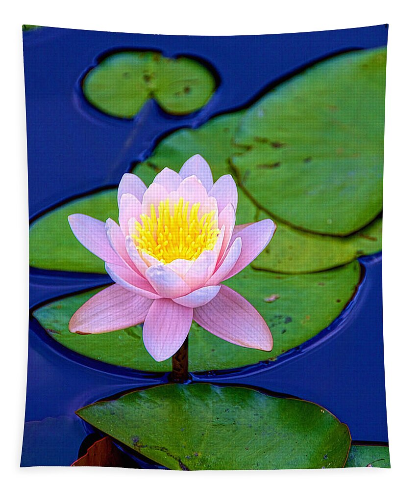 Lilies Tapestry featuring the photograph Pink Lily by Kathi Isserman