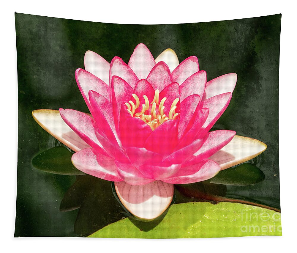 Pink Lily Tapestry featuring the photograph Pink Lily by Scott and Dixie Wiley