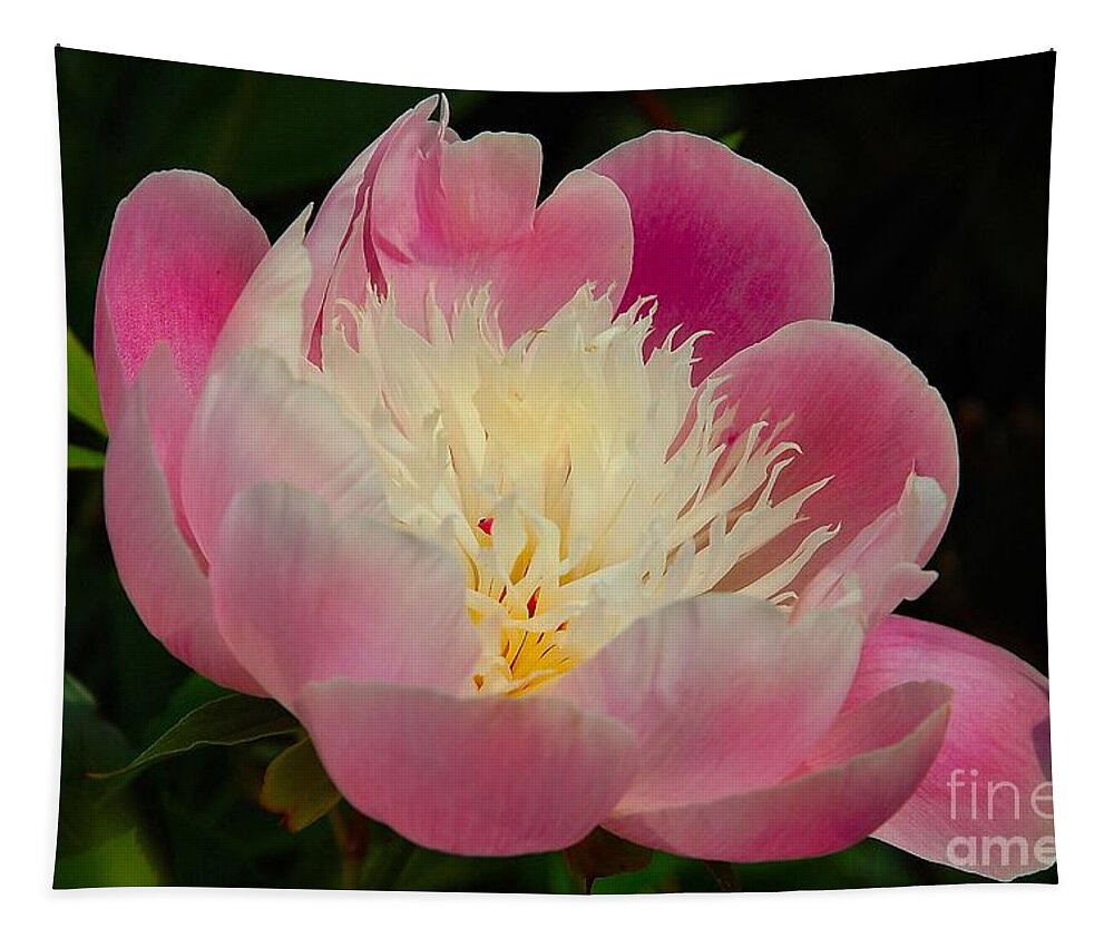 Flora Flowers Tapestry featuring the photograph Pink Peoni by Elaine Manley