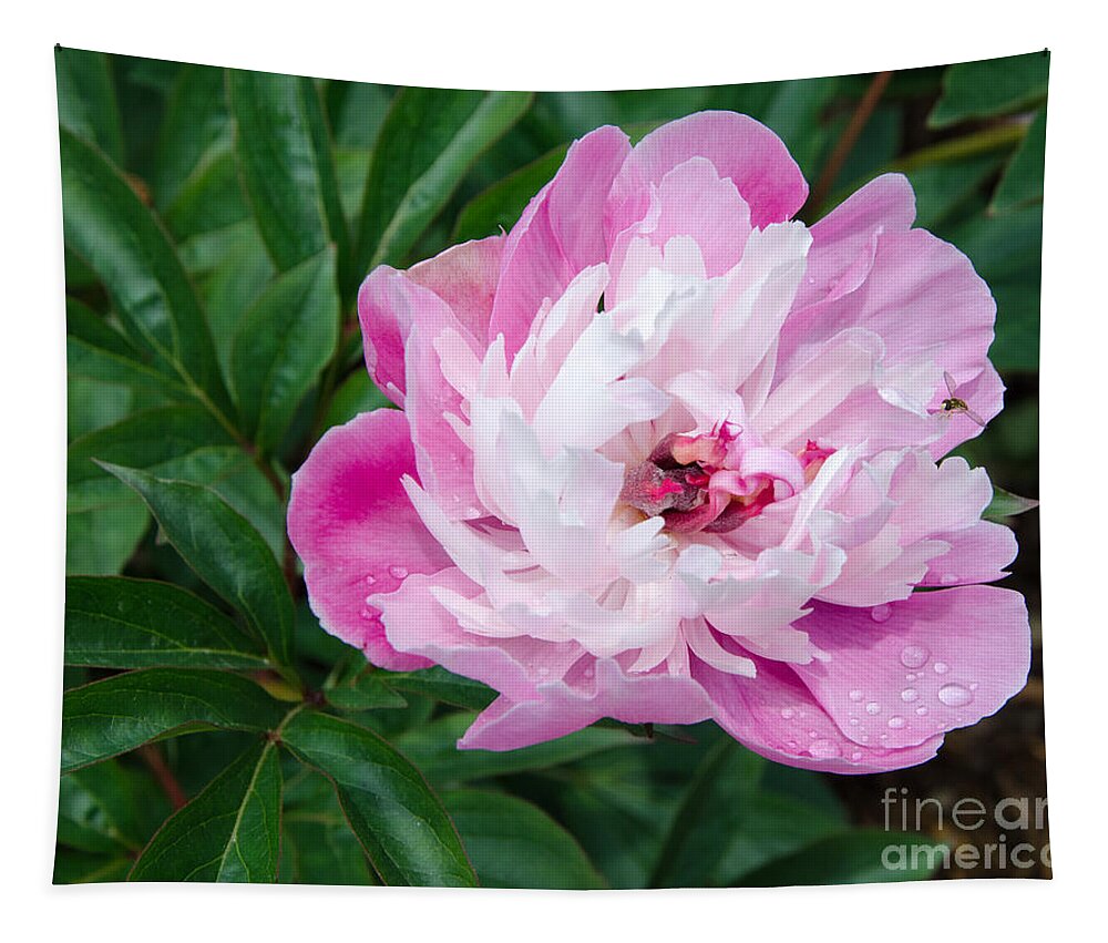 Pink Tapestry featuring the painting Pink Peony by Laurel Best