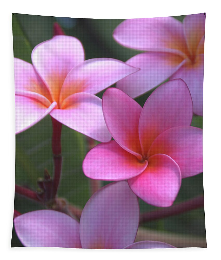 Plumeria Tapestry featuring the photograph Pink Plumeria by Brian Harig