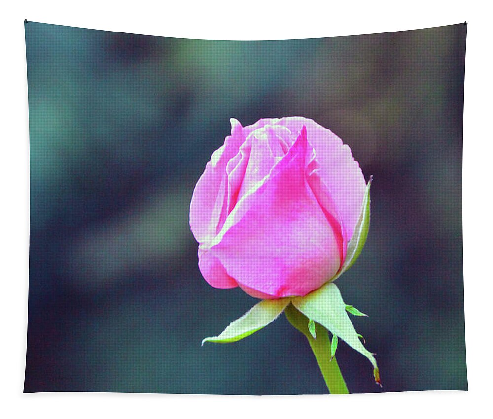 Pink Tapestry featuring the photograph Pink Rose by Brian O'Kelly