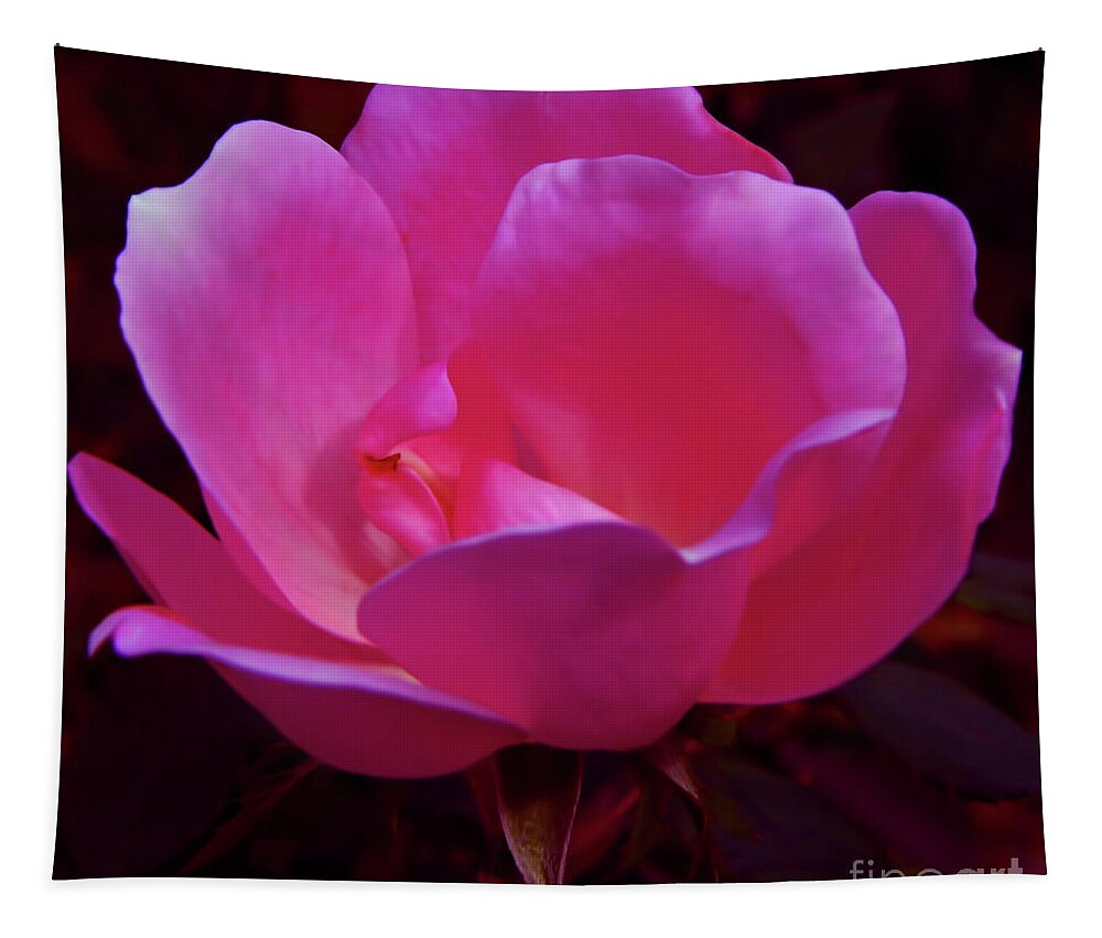 Rose Tapestry featuring the photograph Pink Rose by D Hackett