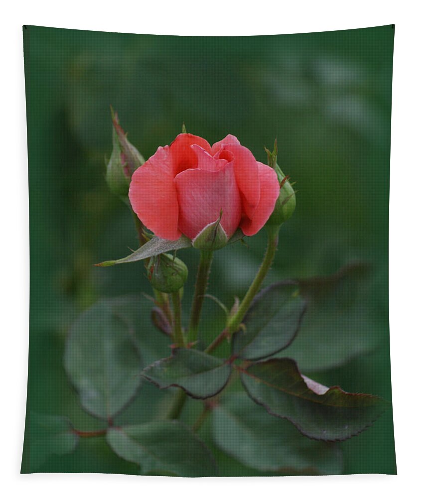 Pink Rose Tapestry featuring the photograph Pink Rose by Ernest Echols