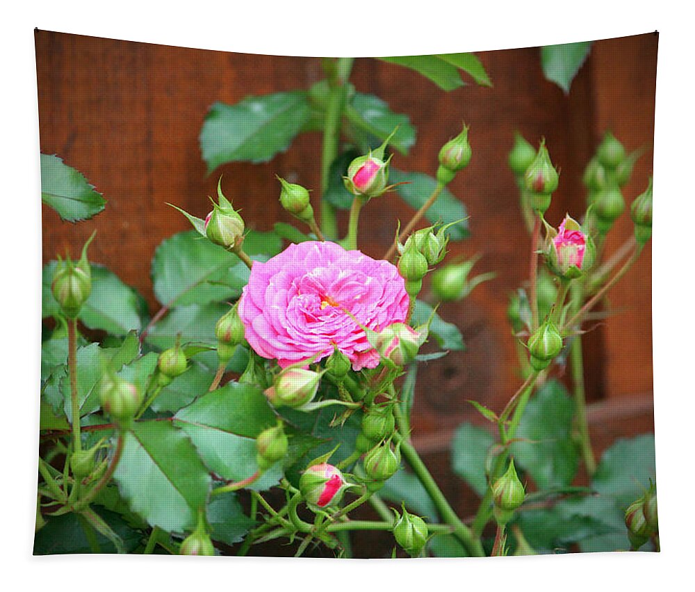 Pink Tapestry featuring the photograph Pink Rose With Buds by Cynthia Guinn