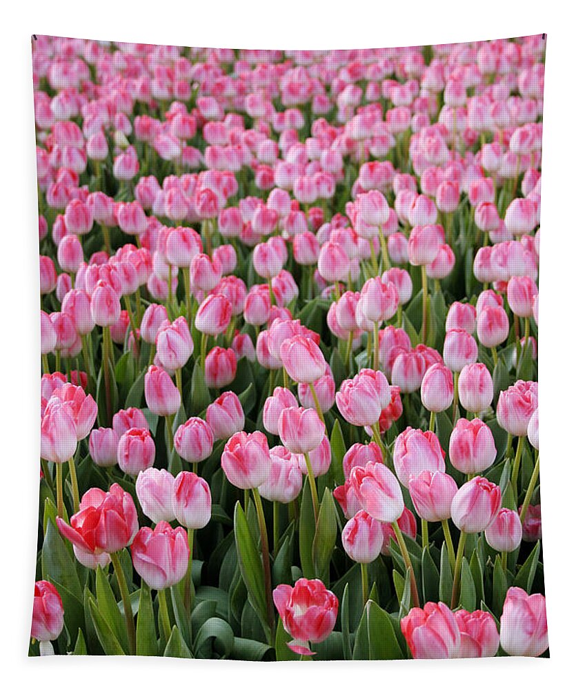 Tulips Tapestry featuring the photograph Pink Tulips- photograph by Linda Woods