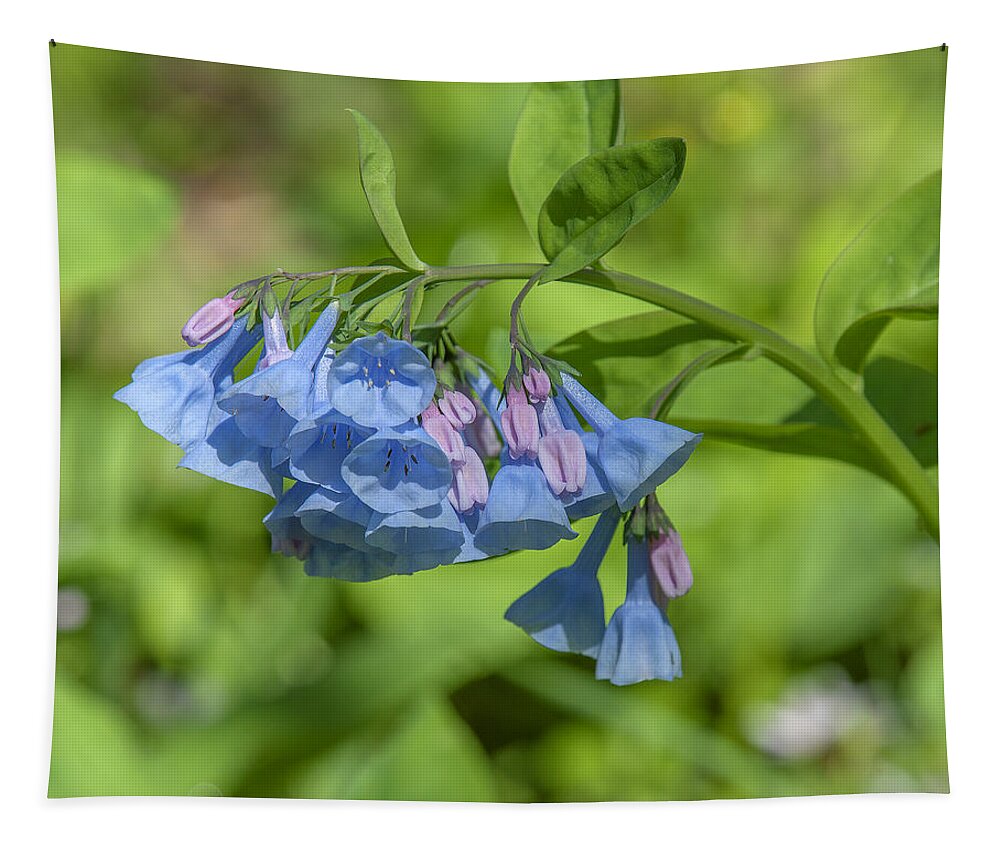 Nature Tapestry featuring the photograph Pink Virginia Bluebells or Virginia Cowslip DSPF0334 by Gerry Gantt