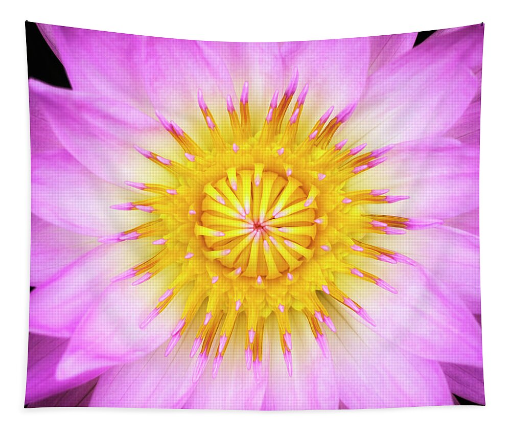 Pink Tapestry featuring the photograph Pink Water Lily by Christopher Johnson
