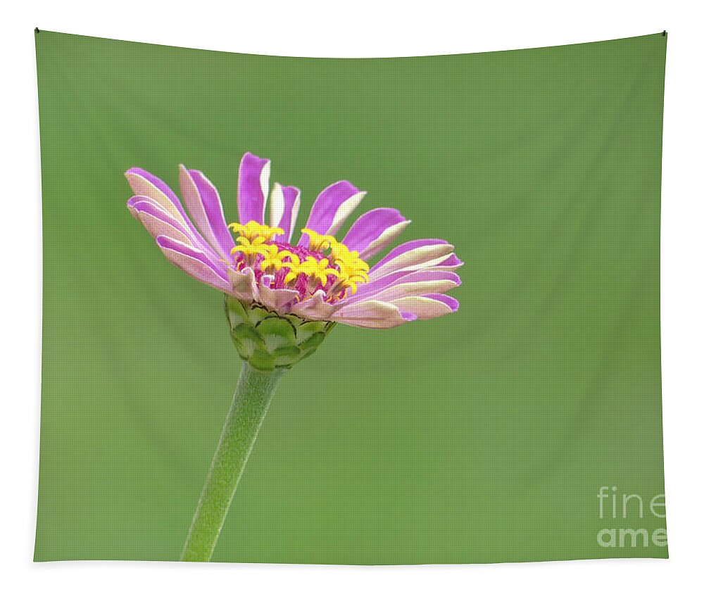 Zinnia Tapestry featuring the photograph Pink Zinnia 02 by Amy Dundon