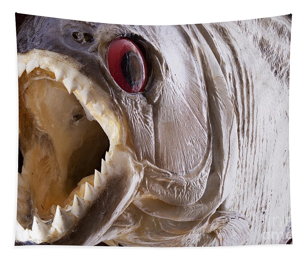 Piranha Tapestry featuring the photograph Piranha fish close up by Simon Bratt