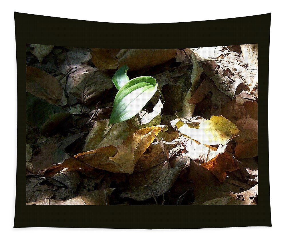 Plant Summer Woods Forest Leaves Tapestry featuring the photograph Plant In Forest by Wolfgang Schweizer