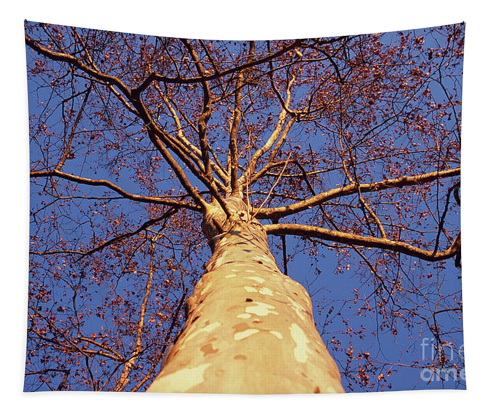 Platanus Tapestry featuring the photograph Platanus in the evening by Riccardo Mottola