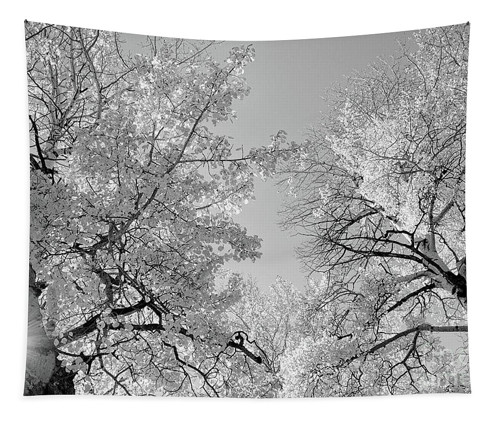 Black And White Landscape Tapestry featuring the photograph Platinum Skies by Jim Garrison