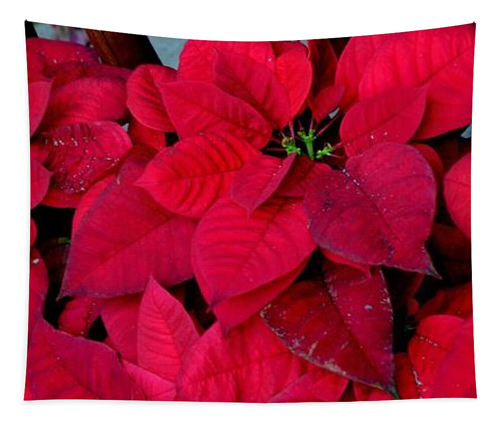 Christmas Tapestry featuring the photograph Poinsettia Mural by Mary Deal