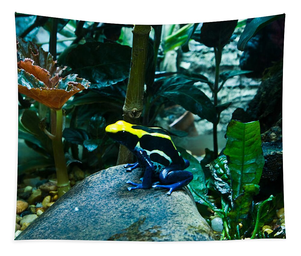 Poison Tapestry featuring the photograph Poison Dart Frog Poised for Leap by Douglas Barnett