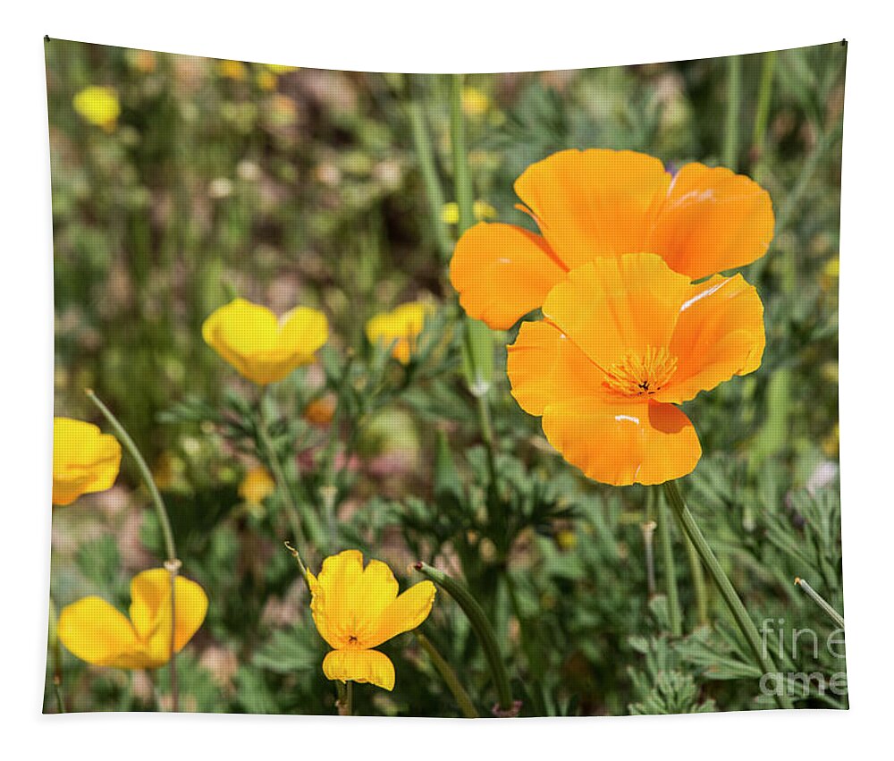 Desert Tapestry featuring the photograph Poppies in Bloom by Kathy McClure