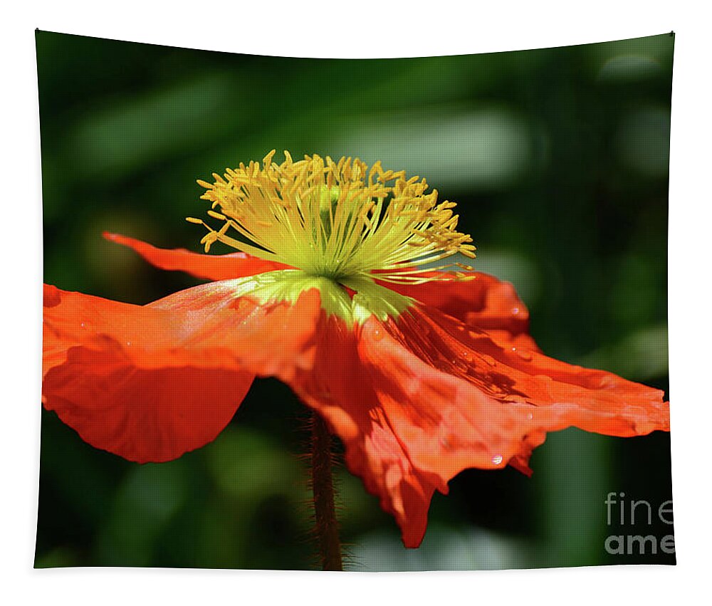 Flowers Tapestry featuring the photograph Poppy in Orange by Cindy Manero