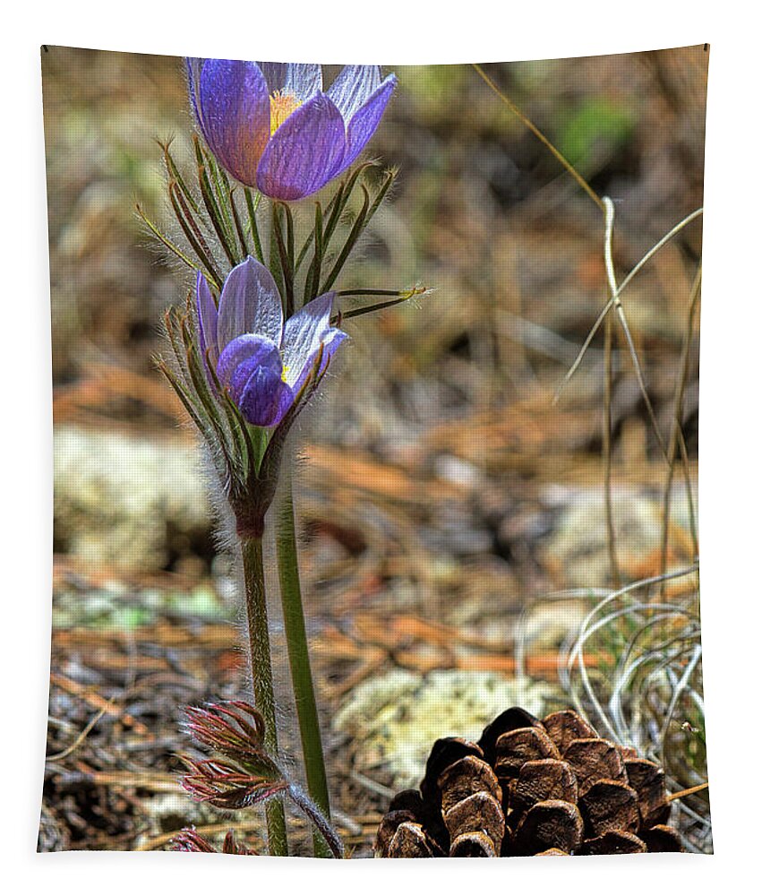 Pasque Flower Tapestry featuring the photograph Prairie Crocus by Jim Garrison