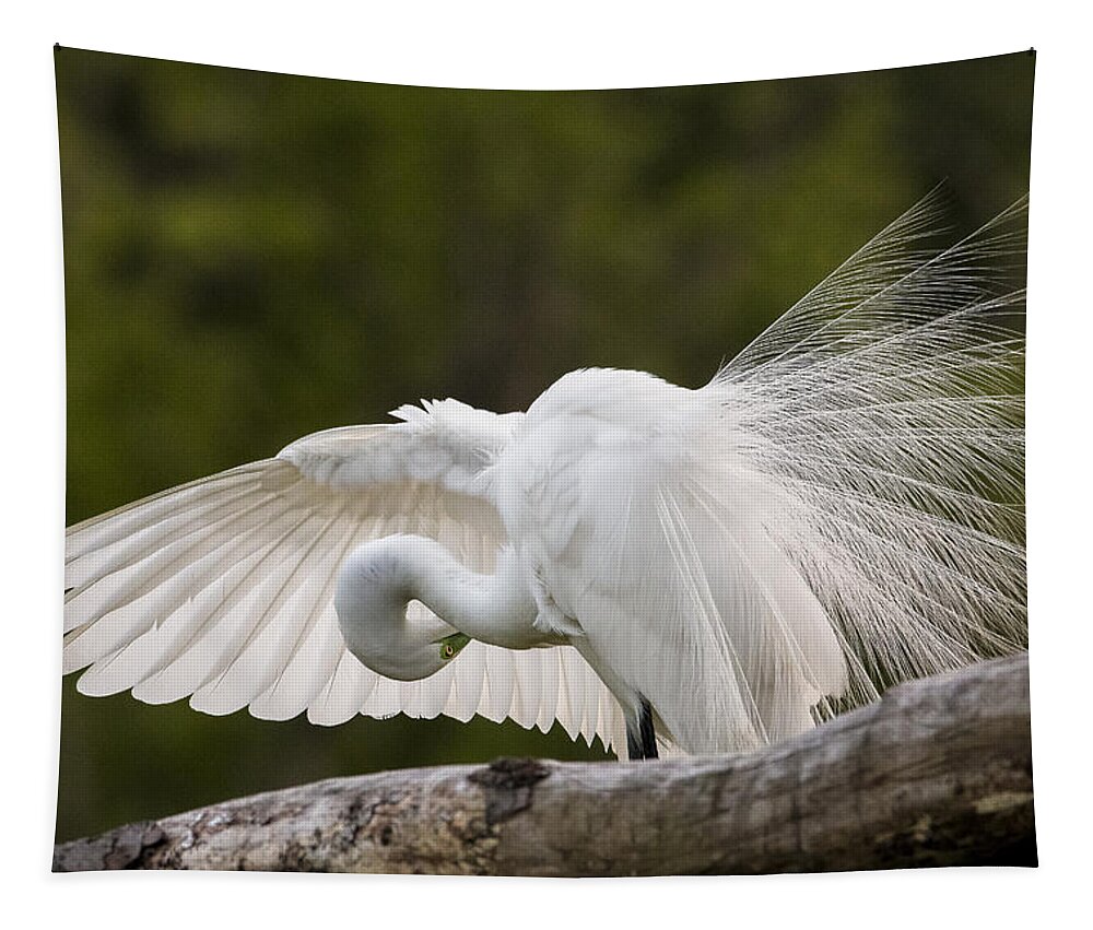 Great Egret Tapestry featuring the photograph Preening by Jim Miller