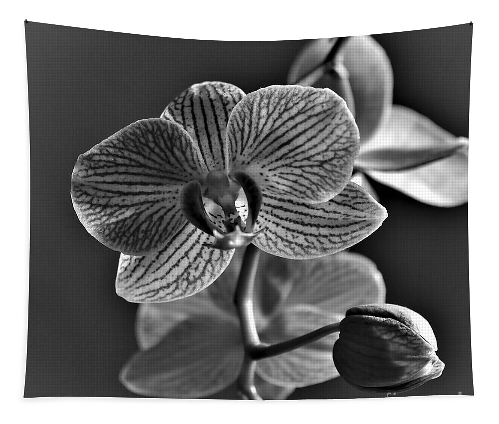 Orchid Tapestry featuring the photograph Pretty Orchid BW by Jeremy Hayden