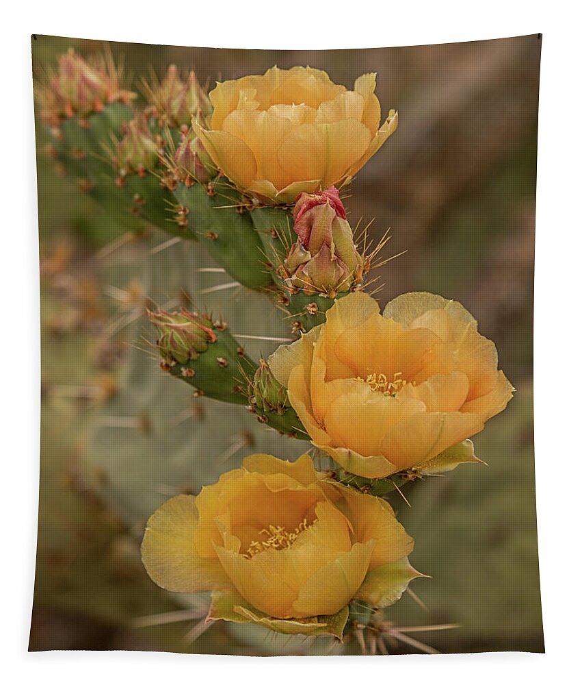 Cactus Tapestry featuring the photograph Prickly Pear Blossom Trio by Teresa Wilson