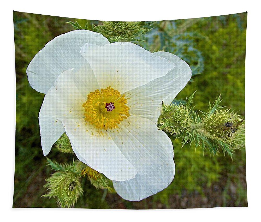 Flower Tapestry featuring the photograph Prickly Poppy by Barbara Zahno