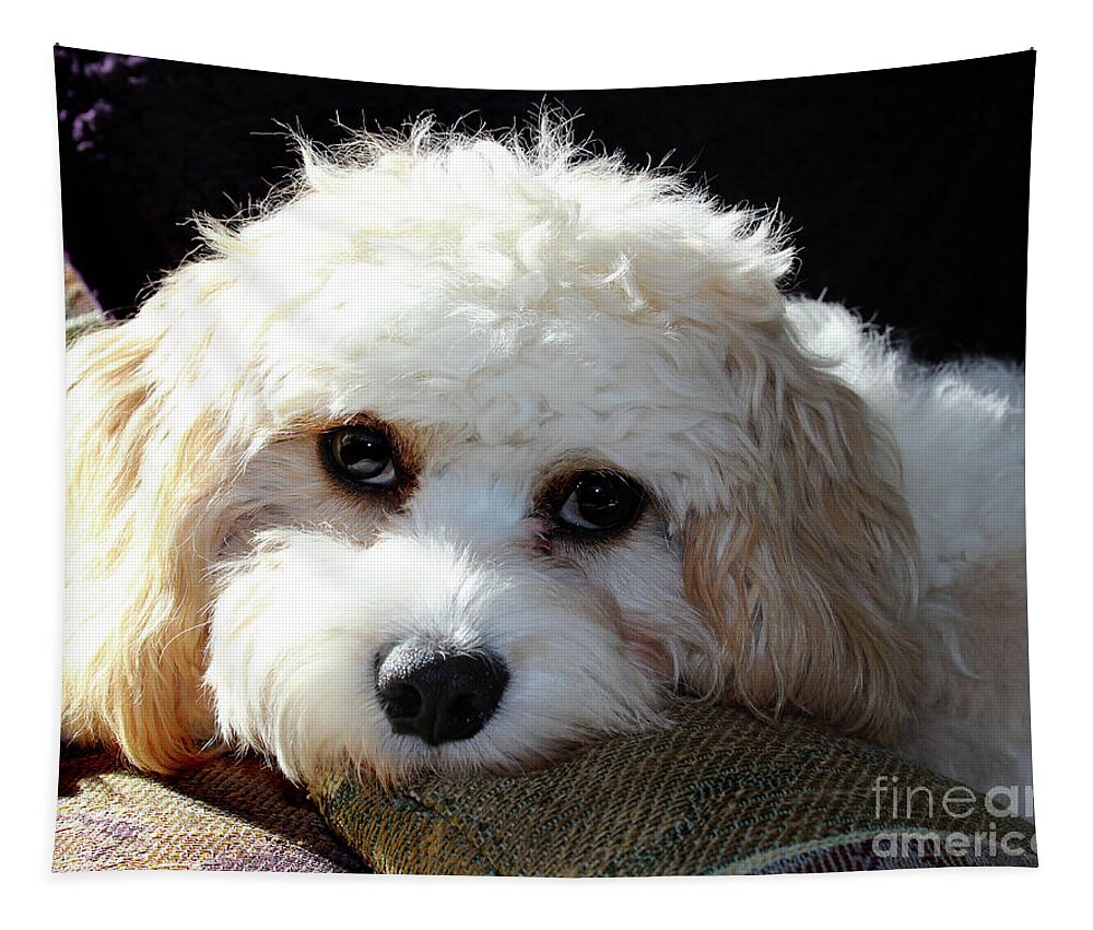 Puppy Tapestry featuring the photograph Puppy Eyes by Karen Adams