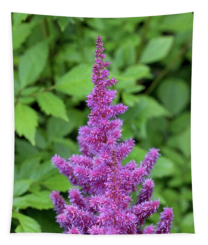 Flower Tapestry featuring the painting Purple Astilbe Flower by Corey Ford