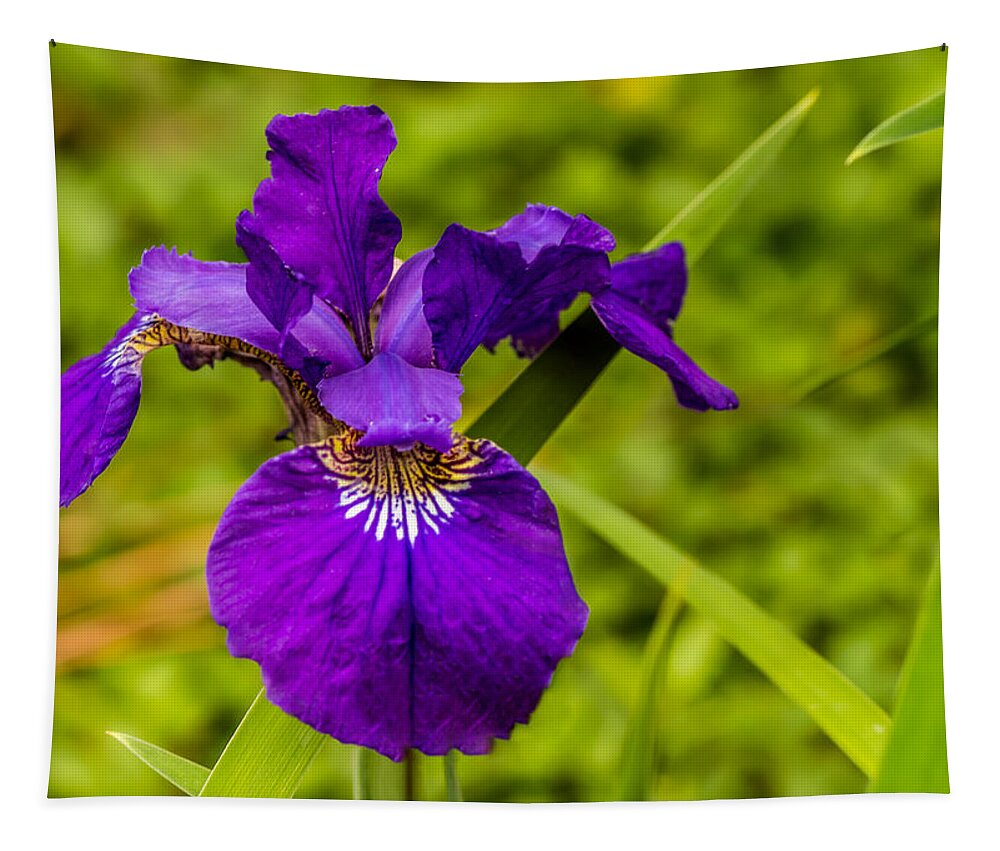 Purple Tapestry featuring the photograph Purple Beauty by Ed Clark