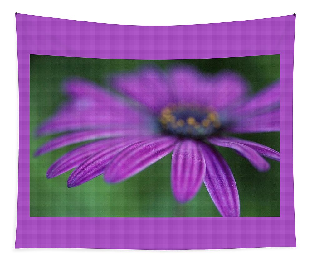 Daisy Tapestry featuring the photograph Purple Daisy by Mo Barton