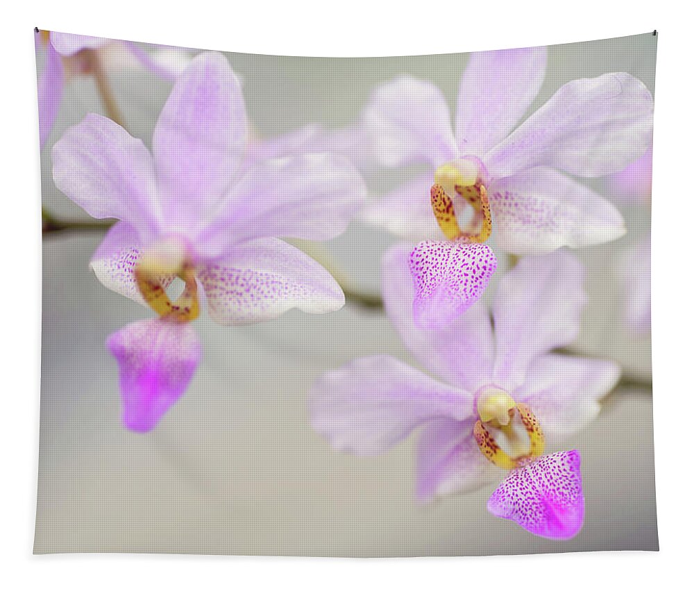 Jenny Rainbow Fine Art Photography Tapestry featuring the photograph Purple Delight. Orchid Macro by Jenny Rainbow