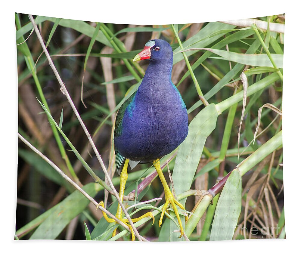 Nature Tapestry featuring the photograph Purple Gallinule by Robert Frederick