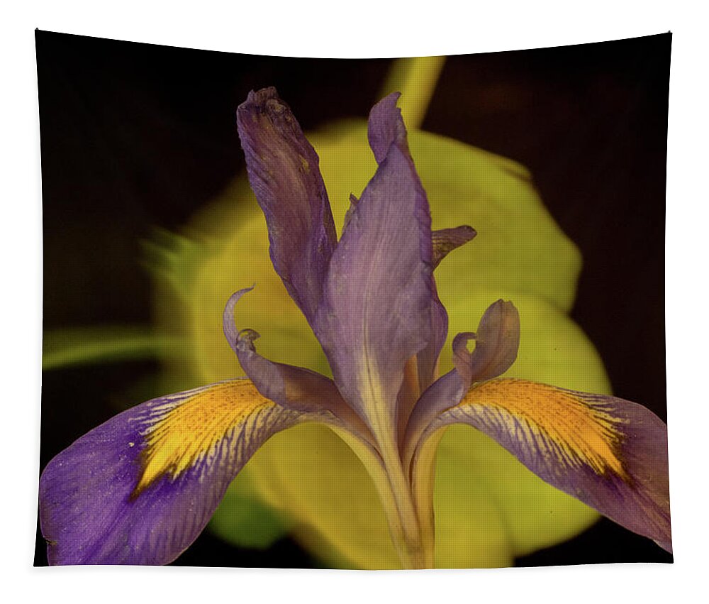 Iris Tapestry featuring the photograph Purple Iris 2 by Douglas Barnett