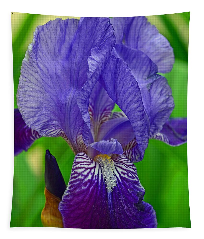 Purple Iris Tapestry featuring the photograph Purple Iris by Lisa Phillips