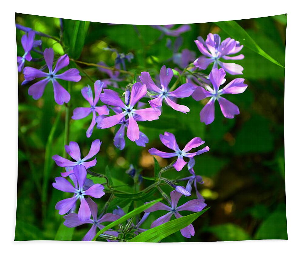 Phlox Tapestry featuring the photograph Purple Phlox in the Woods by Stacie Siemsen