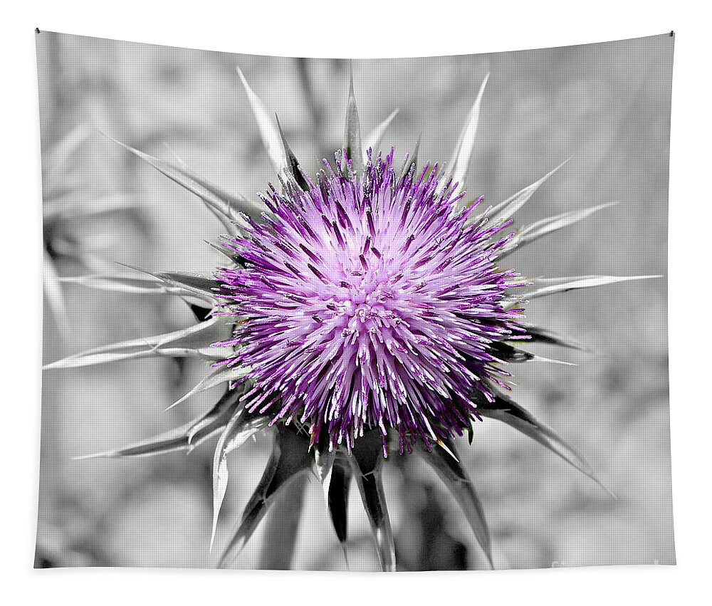 500 Views Tapestry featuring the photograph Purple Scrub by Jenny Revitz Soper