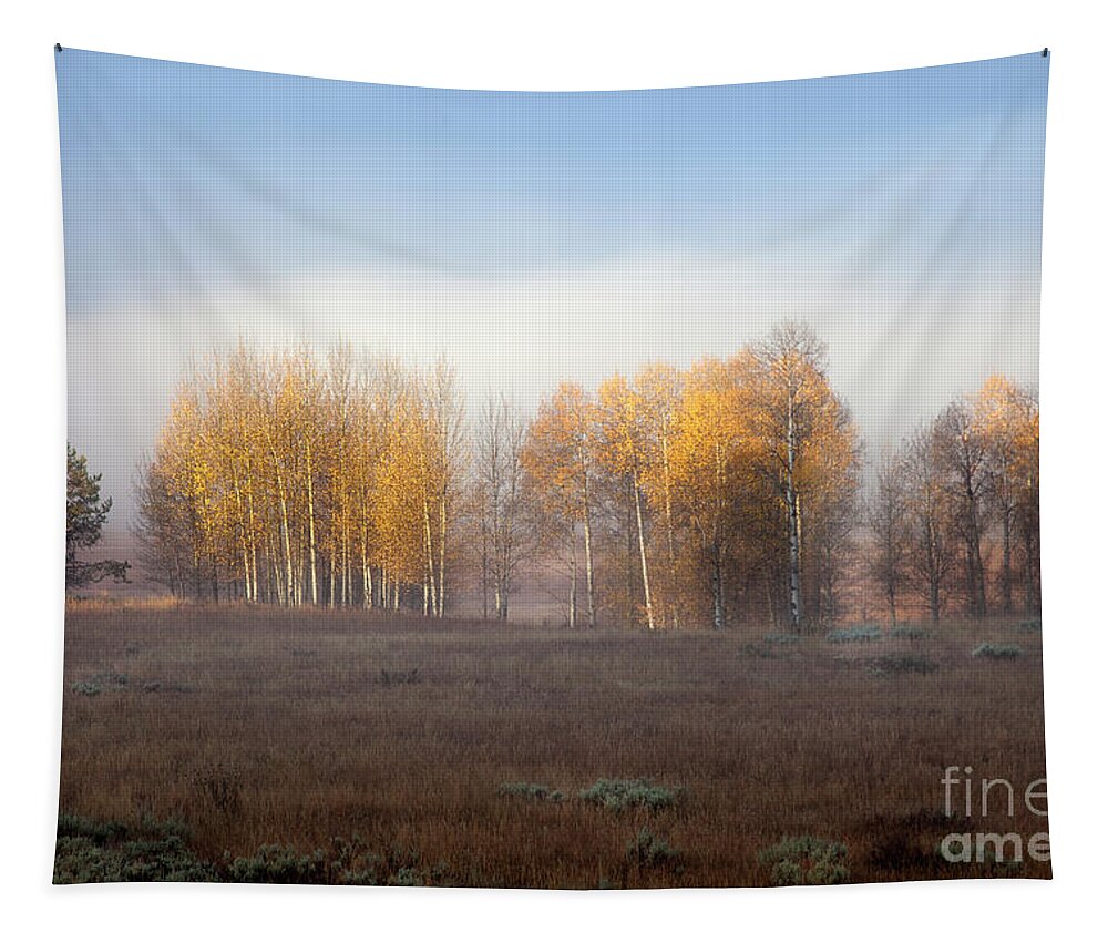 Aspen Tree Tapestry featuring the photograph Quaking Aspen Trees at Dawn, Grand Teton National Park, Wyoming by Greg Kopriva